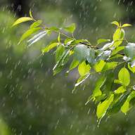Milyen hatással van az esővíz a növényekre?